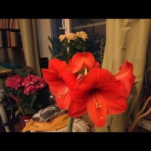 Meet your Posher, Tatyana